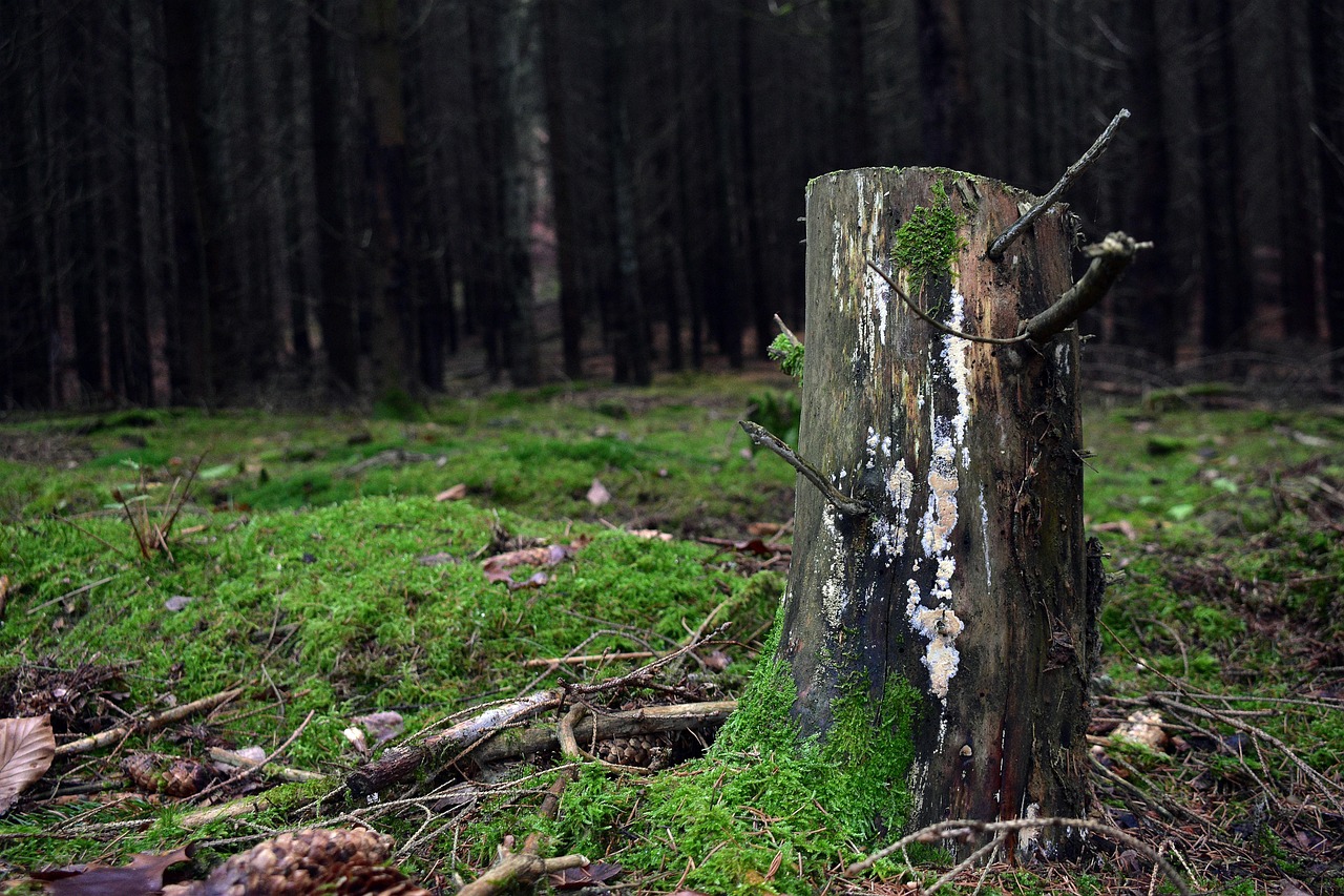 Big Easy Tree Removal: New Orleans Tree Service & Stump Grinding Company - Stump grinding service