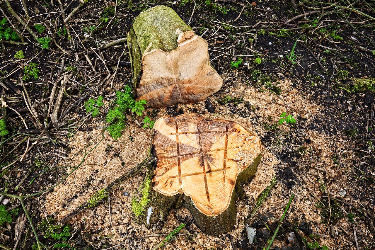 A Perfect Cut Tree Service - Stump grinding service