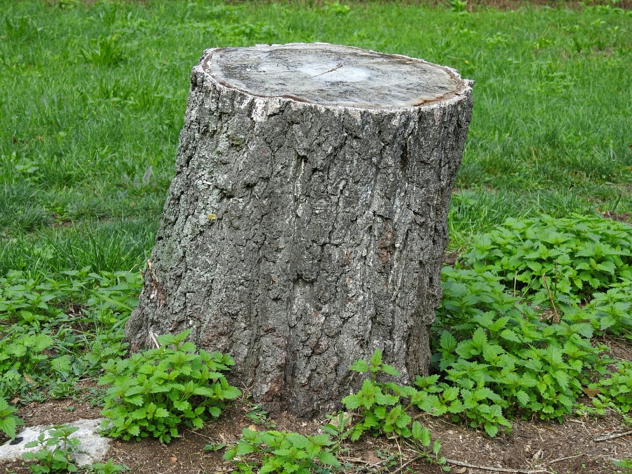 Lakeview Lumberjacks Tree Service - Stump grinding service